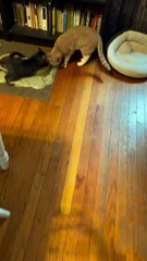 Young Kitten with Cerebellar Hypoplasia Eating Dinner