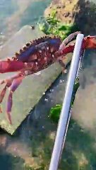 Ловля крабов....