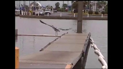 Entrevista  de familiares de los desaparecidos en la bahía de Corpus Christi