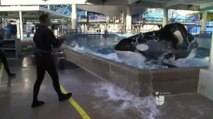 Tilikum está muy enferma