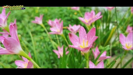 MUSIK-LES QUEDATE AHORA 17-11-21