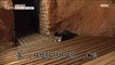 [INCIDENT] There's a cat in the sauna. A cat that uses a sauna. "Cat"., 생방송 오늘 아침 211118