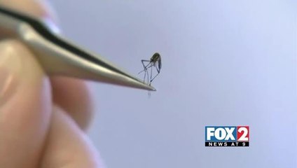 World Health Organization Officials say Zika could cause “Global Health Crisis”