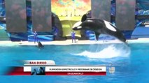 Sea World anuncia fin al show de sus ballenas asesinas