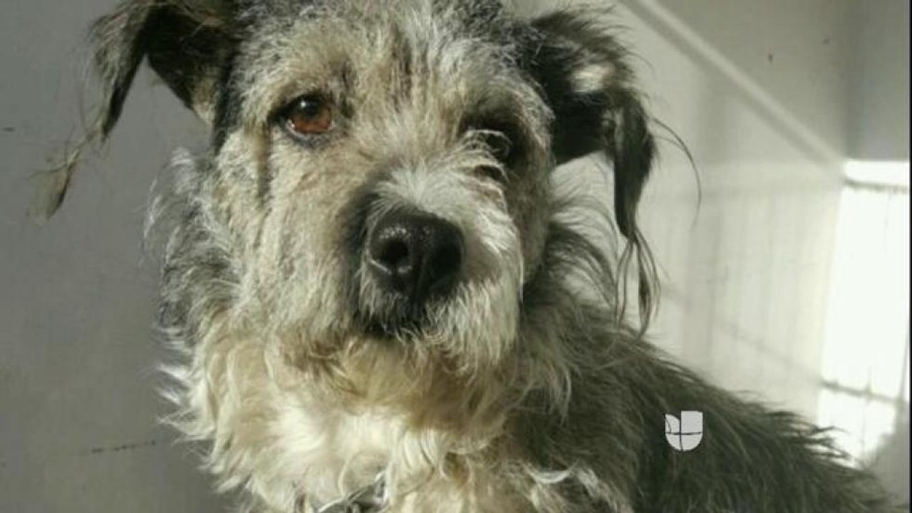 Perro ataca a una niña