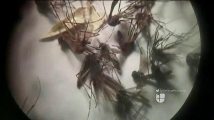 Virus del Zika en Reno