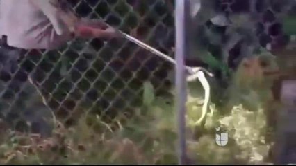 Familia se Queja de la Presencia de Víboras Cerca de su Vivienda