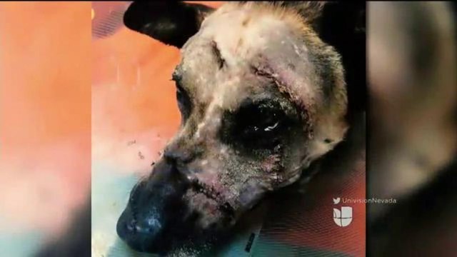 Hablan de la posibilidad que los policías caninos tengan chalecos antibalas