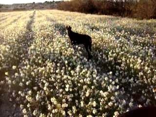 dimanche alter et titi