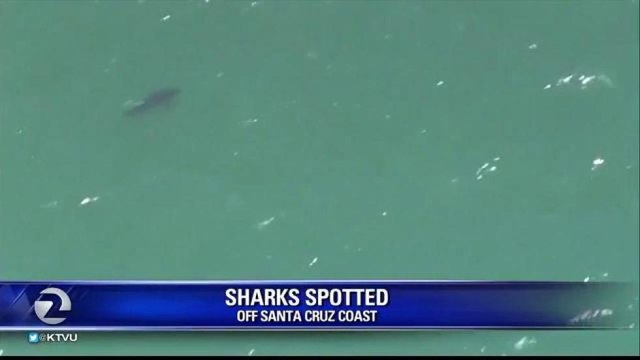 GREAT WHITE SHARKS SPOTTED OFF OF SANTA CRUZ COAST