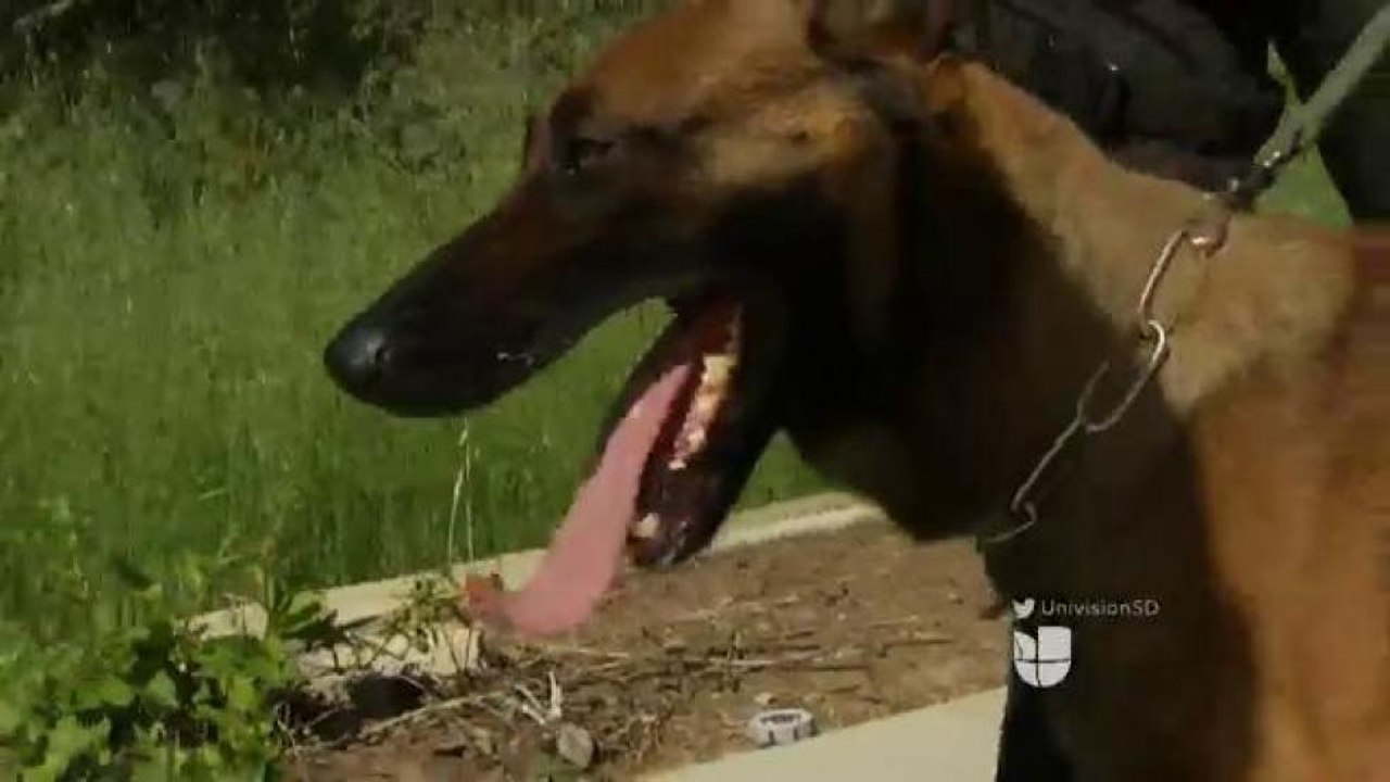 Jubilación canina