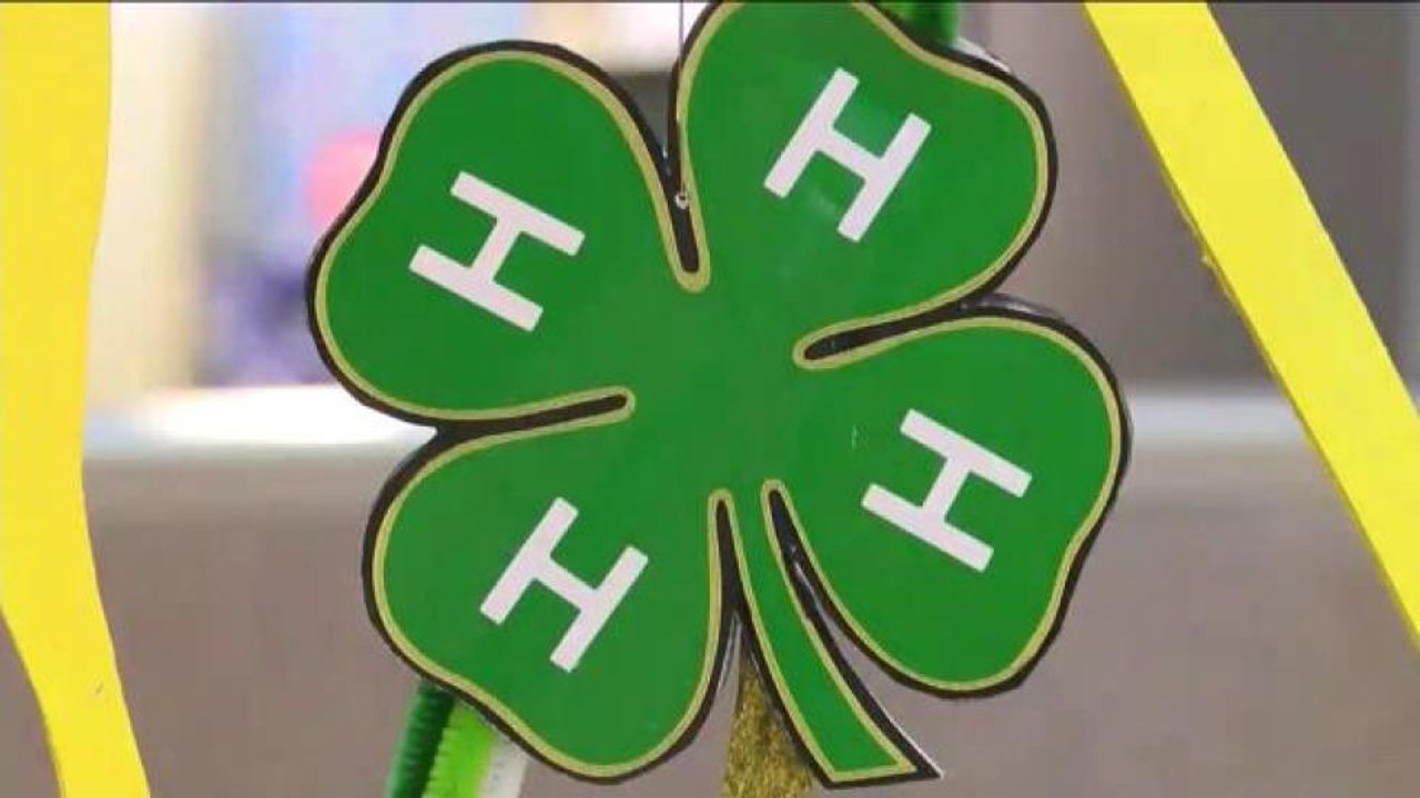 Programa 4-H.