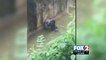 Gladys Porter Zoo Sets up \'Harambe Fund\' after Brownsville-born Gorilla is Shot in Cincinnati Zoo