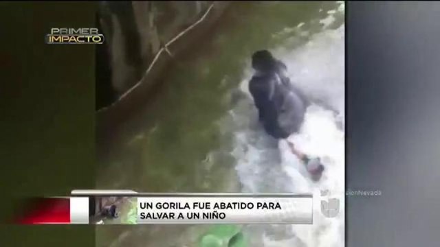 Gorila abatido para salvar a niño