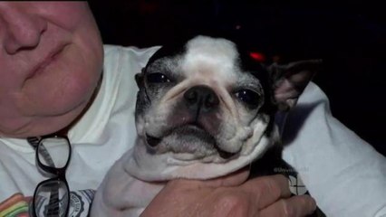 Continúa la búsqueda de la segunda perrita robada