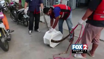 Caught on Camera: Python Stuck in Toilet Latches on to Man
