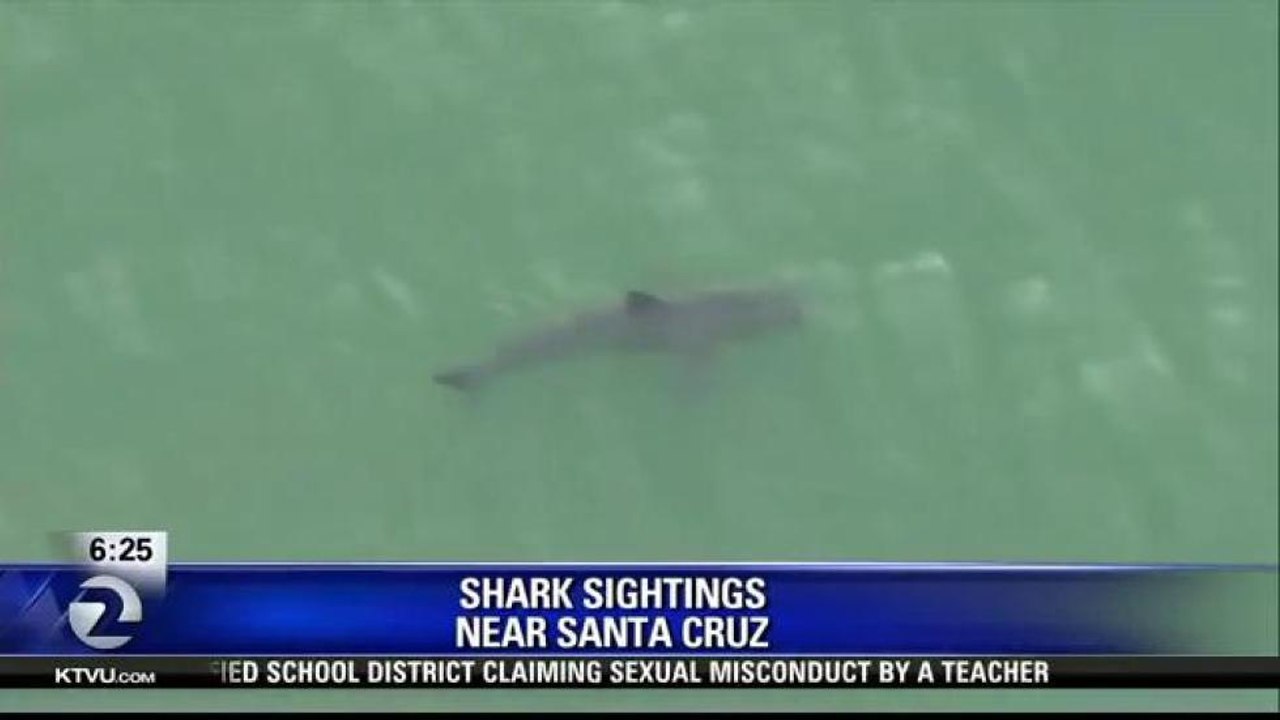 SHARKS SPOTTED CLOSE TO SANTA CRUZ COAST
