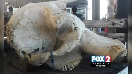 Man tries to cross an endangered elephant’s skull into Mexico