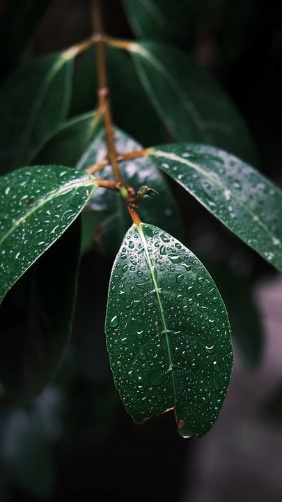 Water drop on leaf