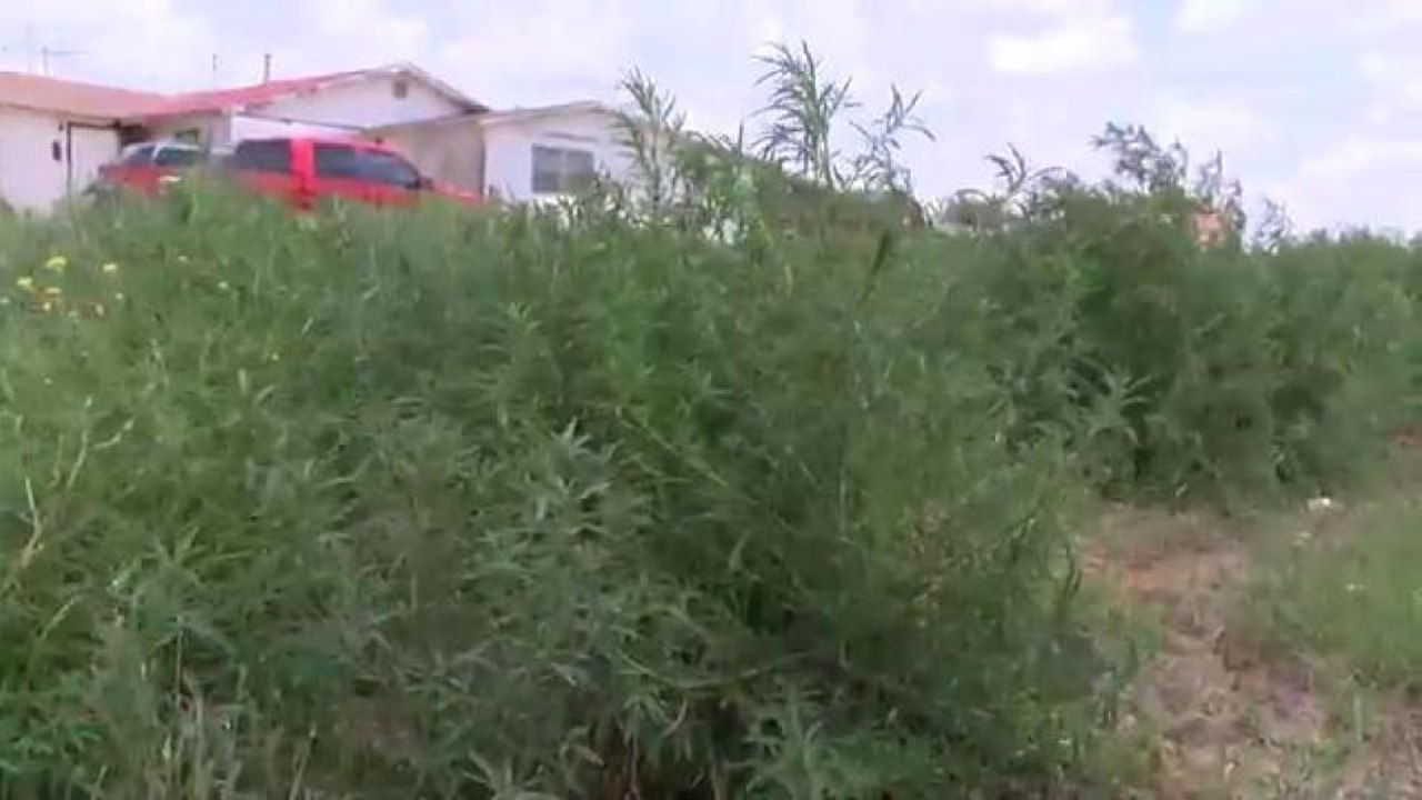 Hierbas "mutantes" crecen sin control en Midland, puede costarle una multa.
