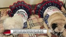 Cuide a sus mascotas durante las fiestas del 4 de Julio