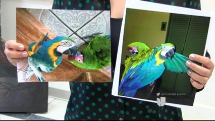 Roban dos guacamayas de una vivienda en Mirando