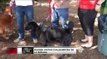 VIDEO: Adopción de mascotas en el área de Tampa Bay
