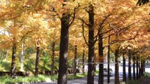 ( 4K )Tokyo Autumn Color Spots - Beautiful row of metasequoia trees , Metasekoia Dori  Tama City Tokyo Japan メタセコイア並木道  東京都多摩市 メタセコイア通り