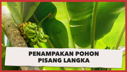 Penampakan Pohon Pisang Langka, Kalau Dipukul Auto Dikeroyok Satu Kampung