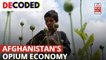 Why Is Opium Trade Crucial To The Afghan Economy | Decoded