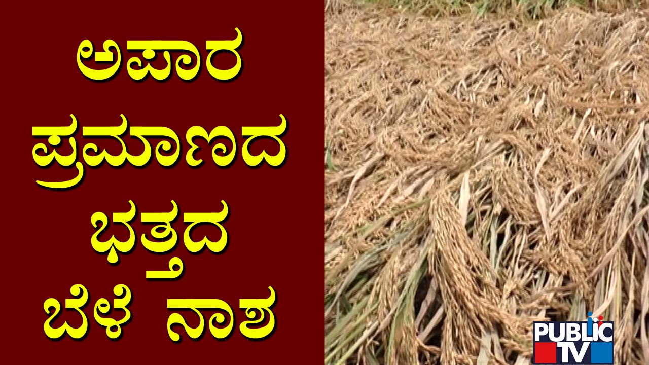 Heavy Rains Damage Paddy Crop In Harihara Taluk, Davangere video