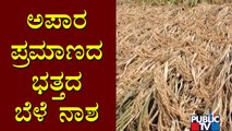 Heavy Rains Damage Paddy Crop In Harihara Taluk, Davangere