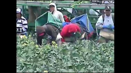 VIDEO: Senado en pleno aprueba proyecto de ley para el pago de horas adicionales a trabajadores agrí