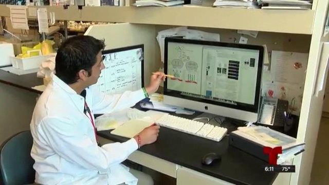 Zika afecta la memoria de adultos, descubren científicos en California