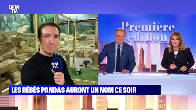 Les bébés pandas auront un nom ce soir - 18/11