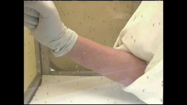 VIDEO: Malformación en bebés no nacidos debido al virus del Zika