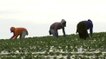 Avanza propuesta para el pago justo a trabajadores agricolas