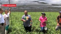 VIDEO: Pagan más de $100 mil a trabajadores agricolas mexicanos
