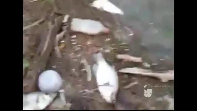 Aparecen decenas de peces muertos en el lago Falcon