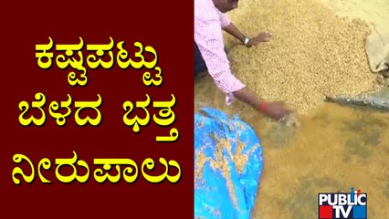 Paddy Stored At Raichur APMC Damaged Due To Heavy Rain
