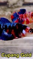 CUPANG GOLD REVIEW 0003