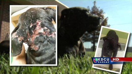 Un perro es encontrado en terribles condiciones de salud en Wichita