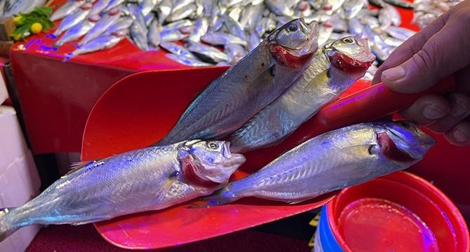 Balık halinde çinakopun fiyatı yükseldi