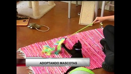VIDEO: Ponle precio a tu mascota, oferta viernes negro SPCA