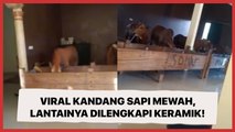 Viral Kandang Sapi Mewah, Lantainya Dilengkapi Keramik!