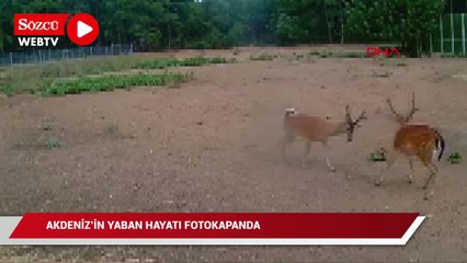 Akdeniz'in yaban hayatı fotokapanda