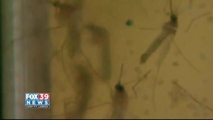 A new Zika virus was found in Brownsville Texas