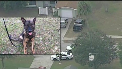 VIDEO: Arrestan al hombre que mató al K-9 en Deltona