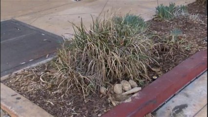 VIDEO: Proyecto de ley federal pretende cobatir sequía en California