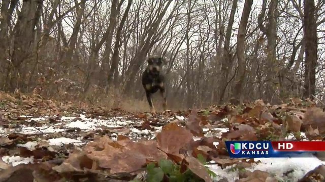 Perro es rescatado de un lago congelado por un bombero de Rose Hill
